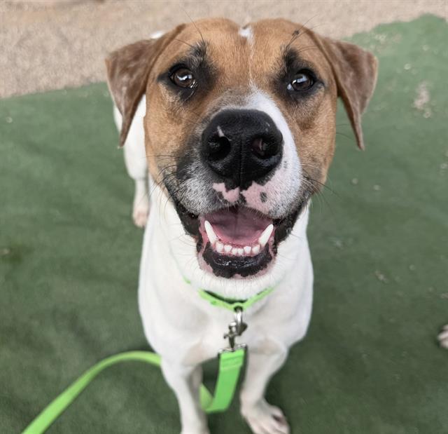 a brown and white dog with big ears and a bright green leash looks into the camera against a green background