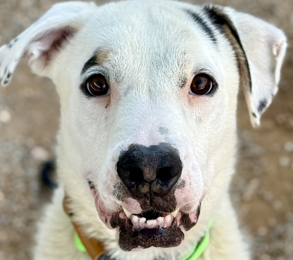 Spotty, a dog