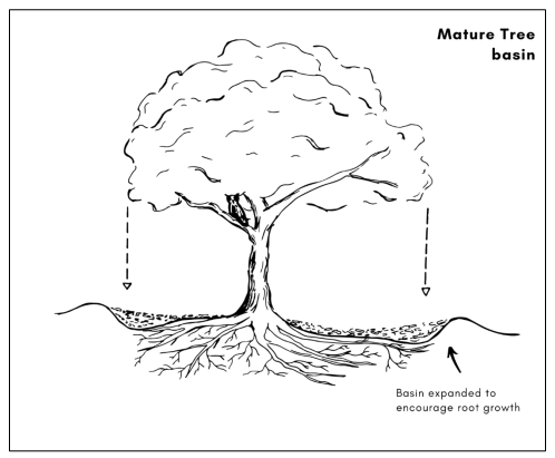 Image of a mature tree in a basin that extends to the edge of the canopy to encourage root growth
