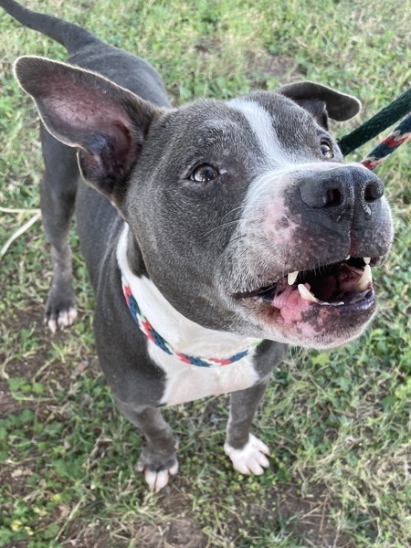 Humphrey PACC pet of the week