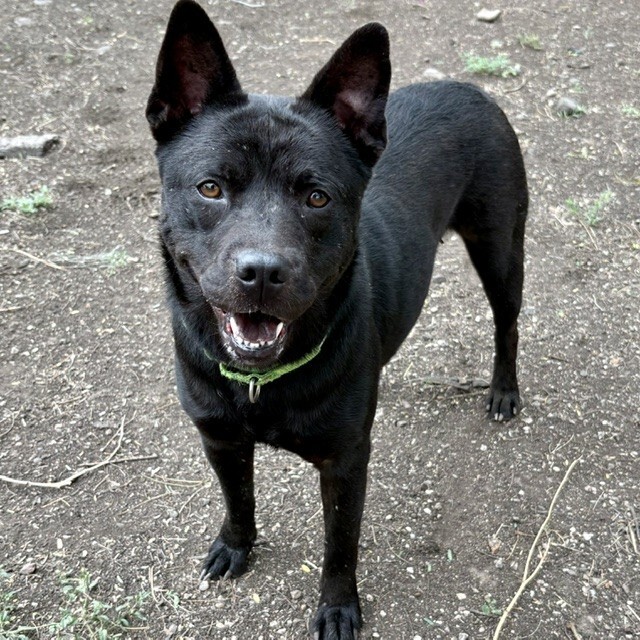Mia, a dog