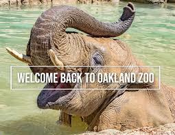 Welcome Back to the Oakland Zoo