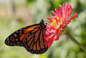monarch)butterflies