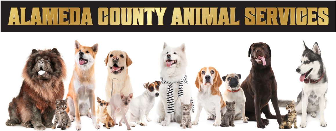 Alameda County Animal Services