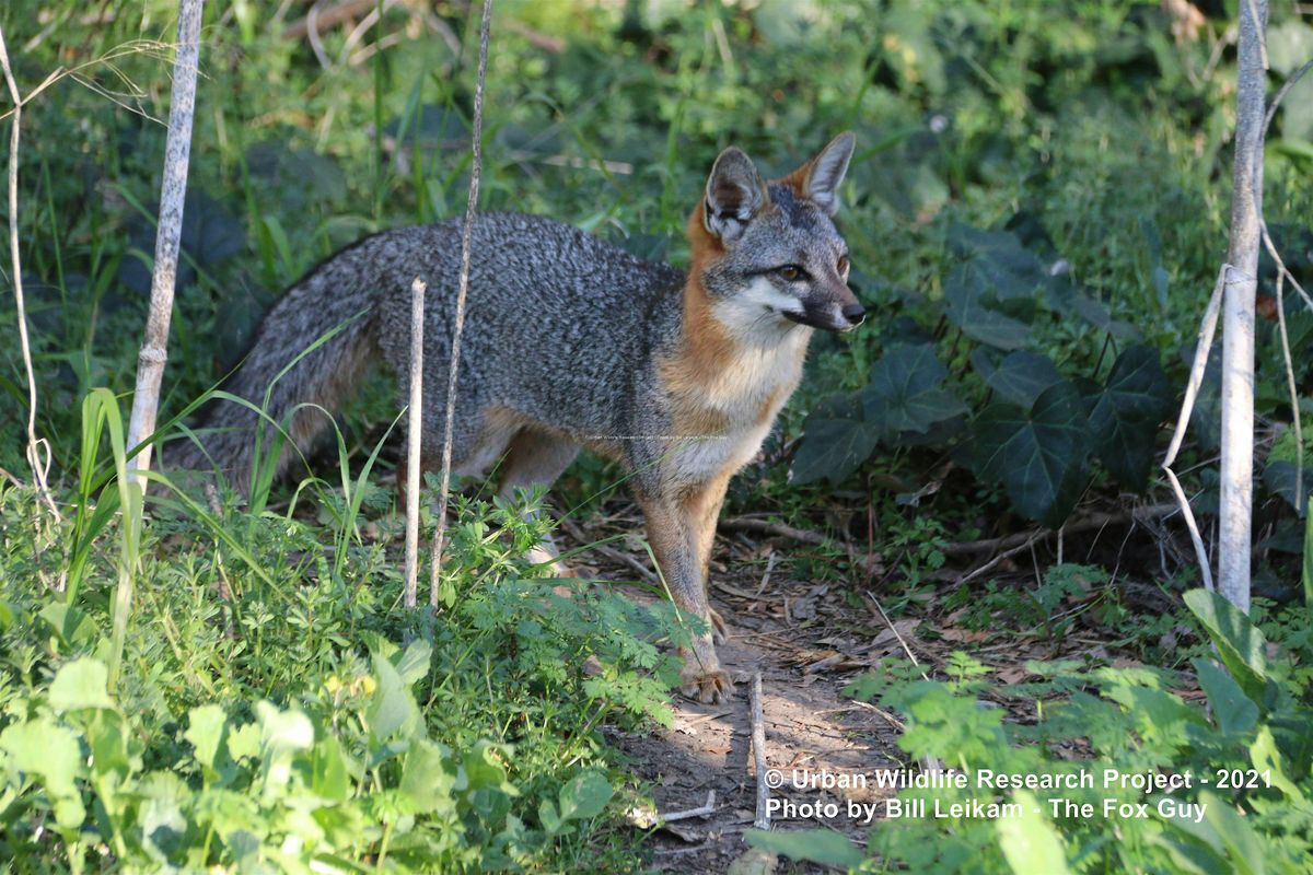 Local Gray Fox