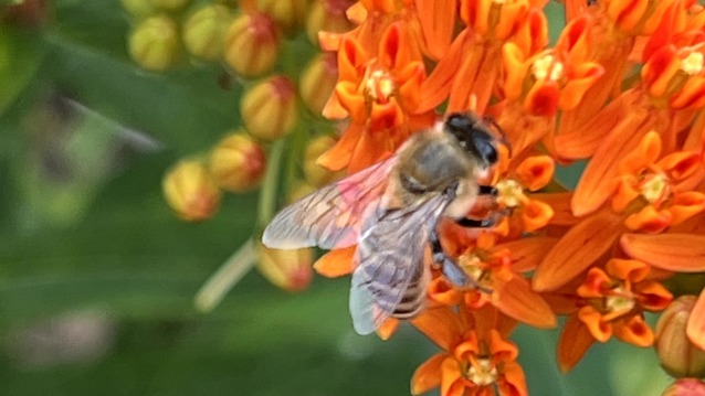 Bird and Butterfly Festival
