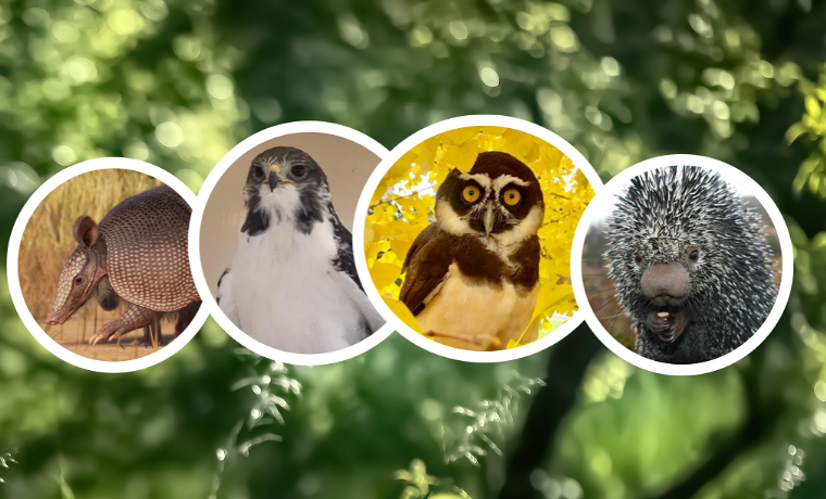 Wild World Animal Program