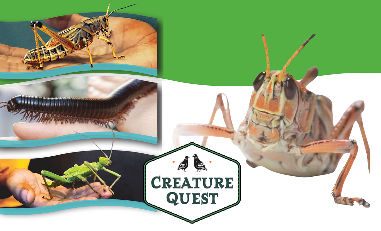 Insect Discovery Lab