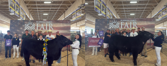 4-H Junior Livestock Auction Pictures