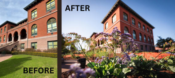 photo of before and after landscaping at City Hall