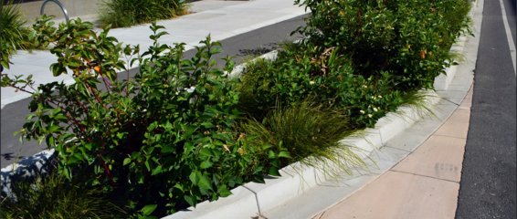 Photo of a bioretention area, with green plants growing between curbs
