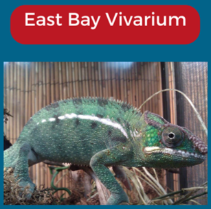 east bay vivarium