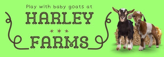 Harley Farms goats