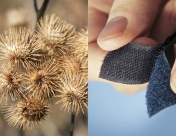 biomimicry