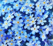 forget me not blue flowers