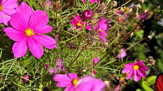 Close-up of Flowers
