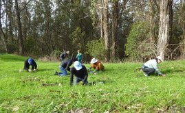 Volunteers working on Albany Hill