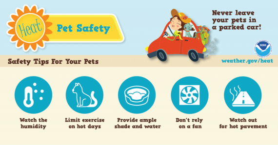 heat safety for pets