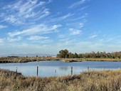 Wetlands