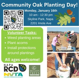 Community Oak Planting Day 