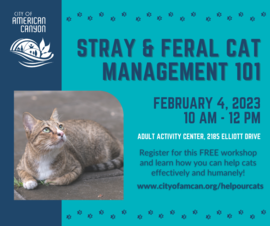  stray & feral cat management 101