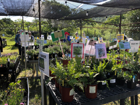 Fall Plant Sale