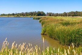 Wetlands