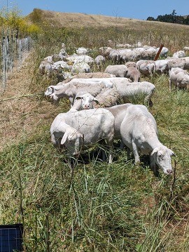 sheep in Newell