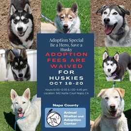 Be a Hero, Save a Husky