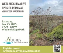 Wetlands Invasive Removal
