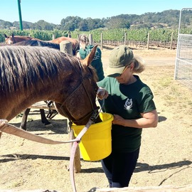 SpiritHorse Volunteer