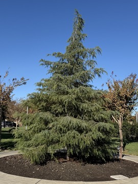 Shenandoah Tree Replanting
