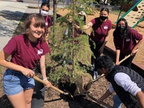 Group of teenagers planting a young tree