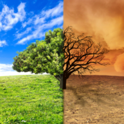 Climate change effect on a lone tree