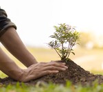 Tree planting