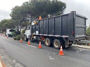 Tree removal in Belmont week of June 26