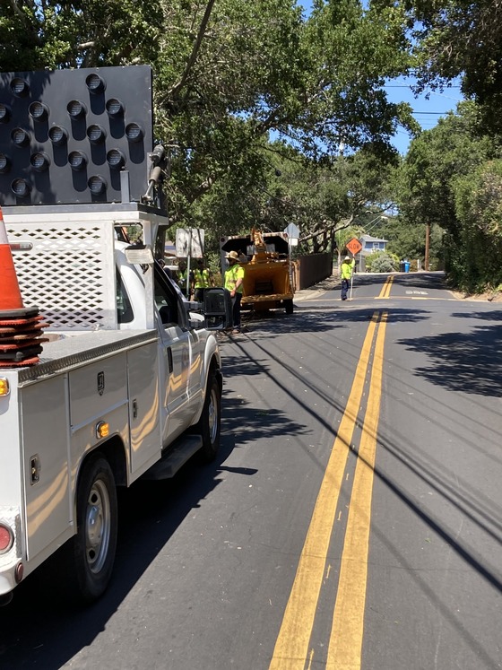 Trimming trees on Cipriani Avenue for Buses to Have access to stops in August 2023