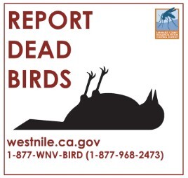 Report Dead Birds