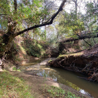 Belmont Creek Restoration Project