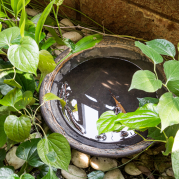 Residents Encouraged to Dump Standing Water to Reduce Mosquito Populations