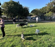 Dogs at off-leash hours
