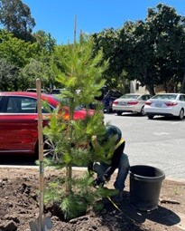 Tree being planted
