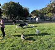 Dogs at the park off-leash