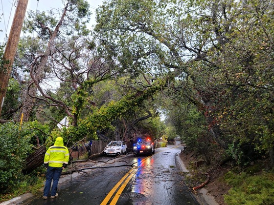 Tree down in a storm and crews and police are responding. 