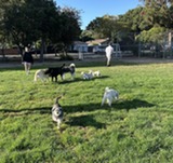 Dogs at Barrett off-leash