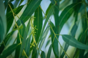 Eucalyptus tree