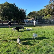 Dog at Barrett during off-leash hours