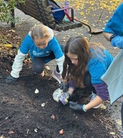 Planting bulbs in the ground