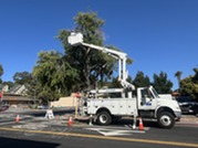 Assist Parks with Tree Trimming