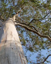 Eucalyptus tree